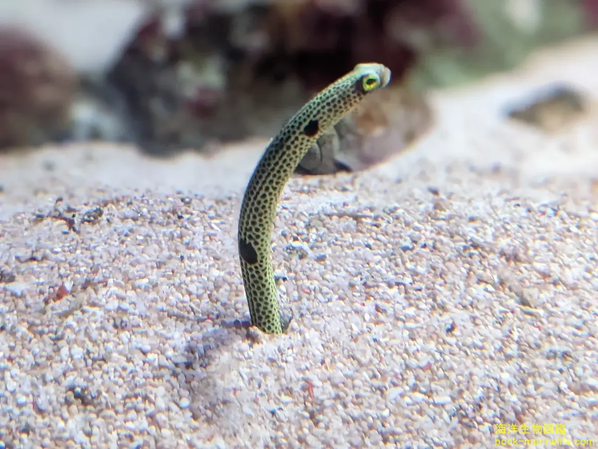 チンアナゴheteroconger Hassi 海洋生物図鑑